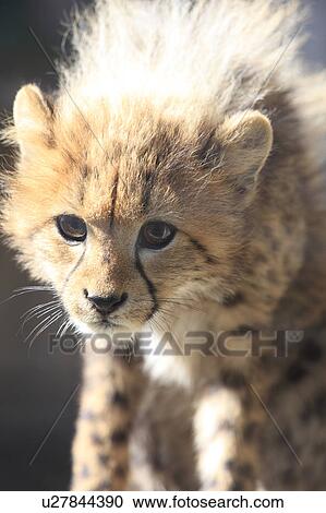 Stock Image - Cheetah Cub. Fotosearch