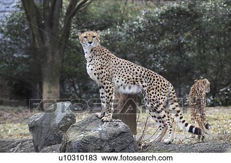 Cheetah View Large Photo Image Stock Image - Cheetah. Fotosearch