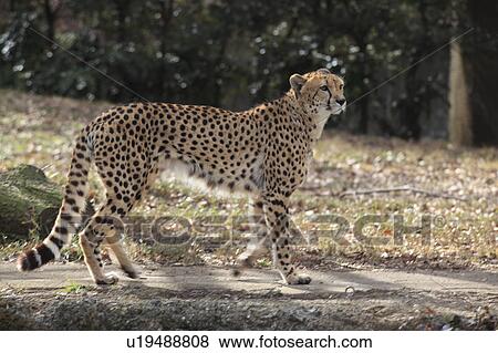 Stock Photo - Cheetah. Fotosearch