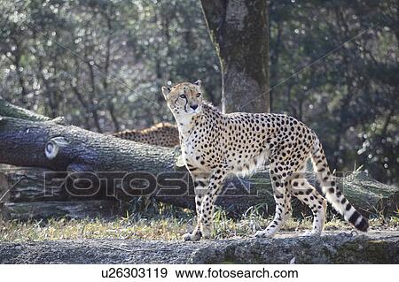 Stock Photo - Cheetah. Fotosearch