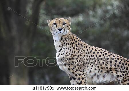 Cheetah View Large Photo Image Stock Photography - Cheetah. Fotosearch