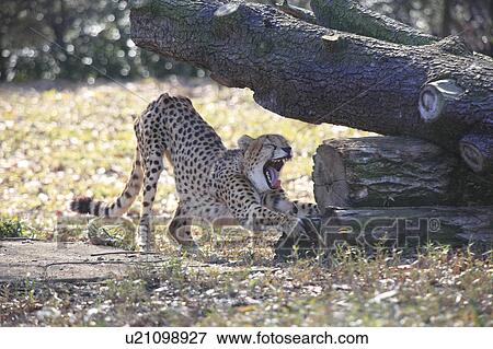 Stock Photo - Cheetah Stretching. Fotosearch