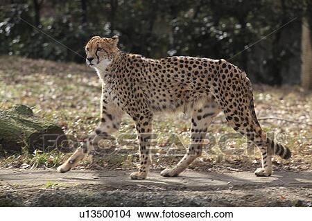 Picture - Cheetah Walking. Fotosearch
