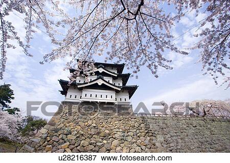 Cherry Blossom Trees and Hirosaki Castle View Large Photo Image Stock Photo - Cherry Blossom Trees and Hirosaki Castle. Fotosearch