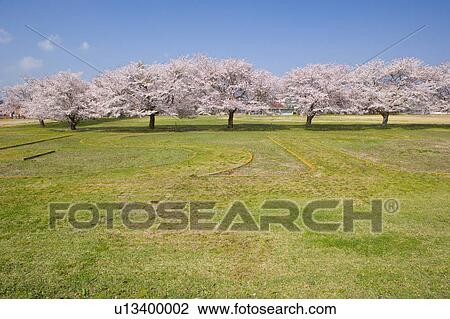 Stock Image - Cherry Blossom Trees. Fotosearch