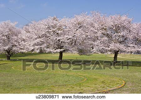Stock Image - Cherry Blossom Trees. Fotosearch
