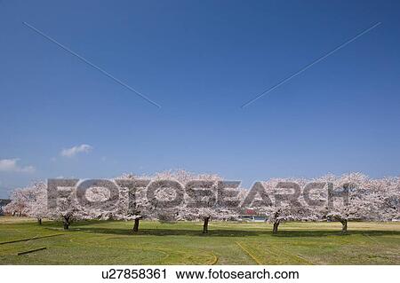 Stock Image - Cherry Blossom Trees. Fotosearch
