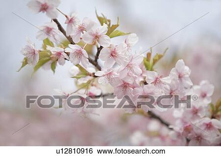Stock Photograph - Cherry Blossoms. Fotosearch