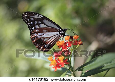 Chestnut Tiger on Butterfly Weed View Large Photo Image Stock Image - Chestnut Tiger on Butterfly Weed. Fotosearch