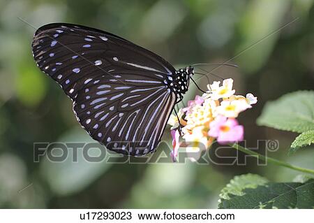 Chestnut Tiger on Lantana Flower View Large Photo Image Stock Image - Chestnut Tiger on Lantana Flower. Fotosearch