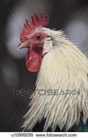 Chicken View Large Photo Image Stock Photography - Chicken. Fotosearch