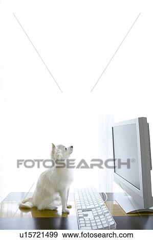 Stock Photo - Chihuahua at Computer. Fotosearch