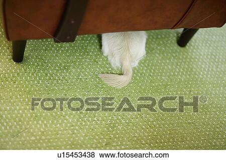 Stock Photo - Chihuahua Hiding Under Sofa. Fotosearch