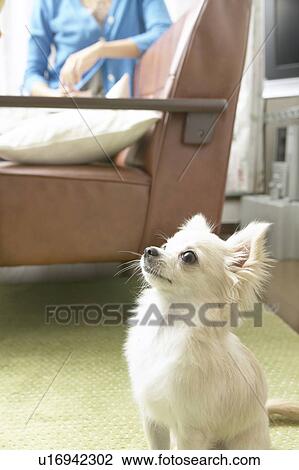 Stock Image - Chihuahua Looking Up. Fotosearch