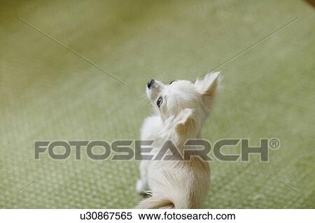 Stock Photography - Chihuahua. Fotosearch