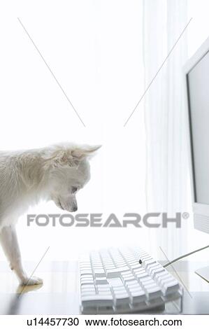 Stock Image - Chihuahua Using Computer. Fotosearch