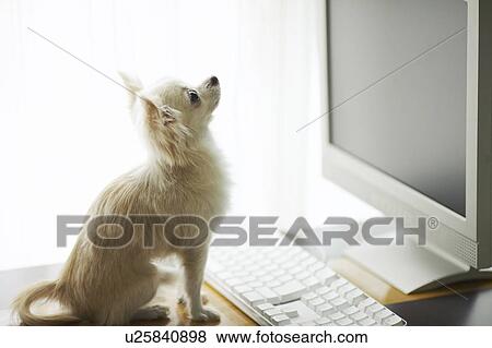 Stock Photo - Chihuahua Using Computer. Fotosearch