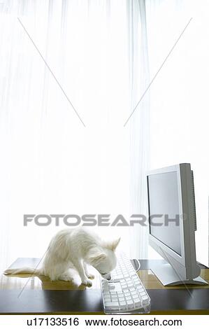Stock Photograph - Chihuahua Using Computer. Fotosearch