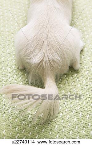 Picture - Chihuahua's Hand. Fotosearch