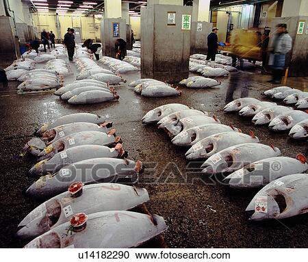 Stock Image - Chuo Wholesale Fish Market Frozen Tuna Fish. Fotosearch