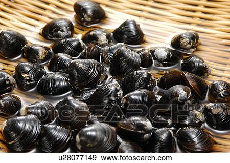 Clams View Large Photo Image Stock Photo - Clams. Fotosearch