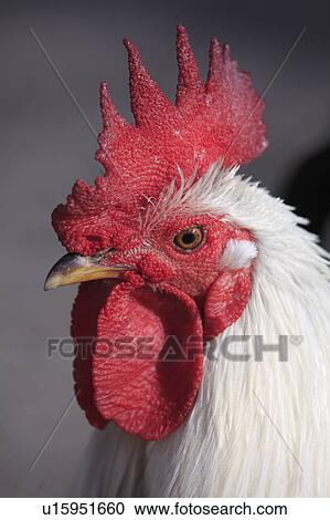 Stock Image - Close Up of Rooster. Fotosearch