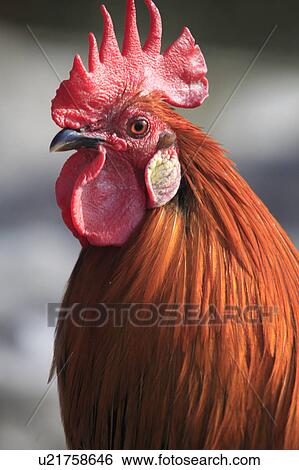 Stock Photograph - Close Up of Rooster. Fotosearch