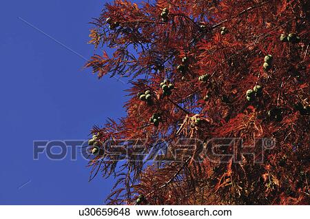 Stock Photo - Close Up of Tree. Fotosearch