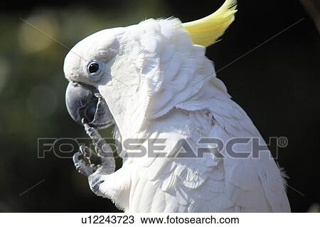 Stock Image - Cockatoo. Fotosearch