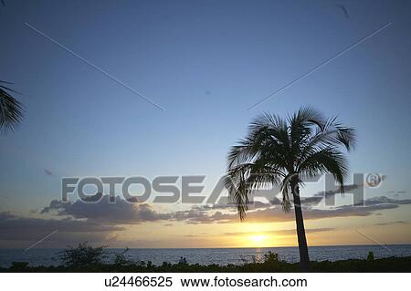 Coconut Tree and Sunset View Large Photo Image Stock Photography - Coconut Tree and Sunset. Fotosearch