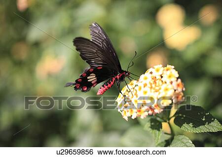 Common Rose on Lantana Flower View Large Photo Image Stock Photograph - Common Rose on Lantana Flower. Fotosearch