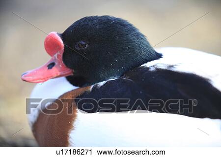 Stock Image - Common Shelduck. Fotosearch