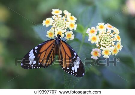Common Tiger on Lantana Flowers View Large Photo Image Stock Photo - Common Tiger on Lantana Flowers. Fotosearch