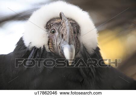 Condor View Large Photo Image Stock Photograph - Condor. Fotosearch