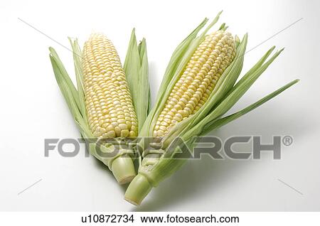 Corn View Large Photo Image Picture - Corn. Fotosearch