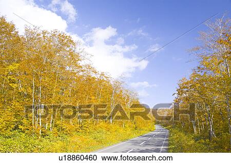 Country Road Through Autumnal Beech Tree Forest View Large Photo Image Stock Image - Country Road Through Autumnal Beech Tree Forest. Fotosearch