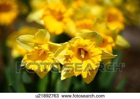Daffodil Flowers View Large Photo Image Stock Image - Daffodil Flowers. Fotosearch