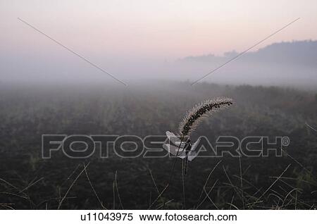 Dragonfly in Misty Field View Large Photo Image Stock Photography - Dragonfly in Misty Field. Fotosearch