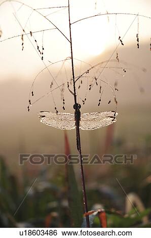 Dragonfly on Grass View Large Photo Image Stock Photograph - Dragonfly on Grass. Fotosearch
