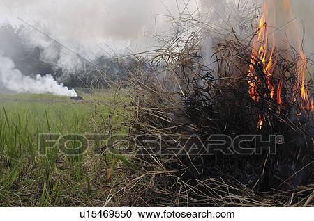 Stock Image - Dry Gras Burning in Field. Fotosearch