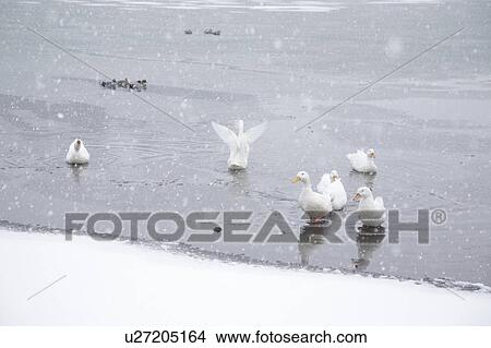 Ducks in Frozen Lake View Large Photo Image Picture - Ducks in Frozen Lake. Fotosearch