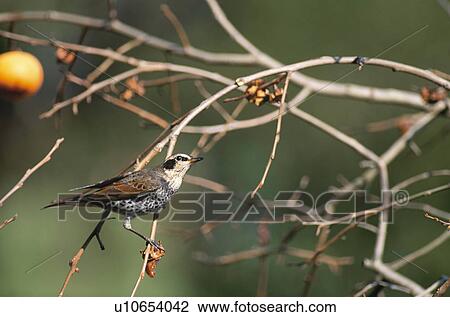 Dusky Thrush View Large Photo Image Stock Image - Dusky Thrush. Fotosearch