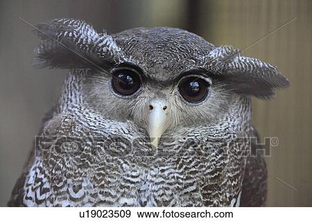 Stock Photo - Eagle Owl. Fotosearch