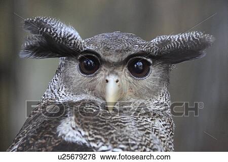 Stock Photo - Eagle Owl. Fotosearch