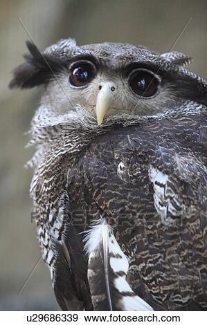 Stock Photo - Eagle Owl. Fotosearch