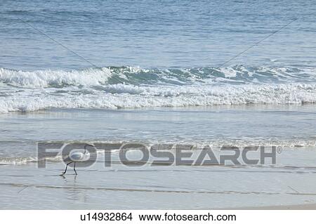Picture - Egret on Beach. Fotosearch