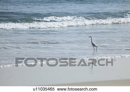 Egret on Beach View Large Photo Image Stock Photography - Egret on Beach. Fotosearch