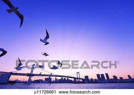 Stock Image - Flock of Birds Flying in Tokyo. Fotosearch