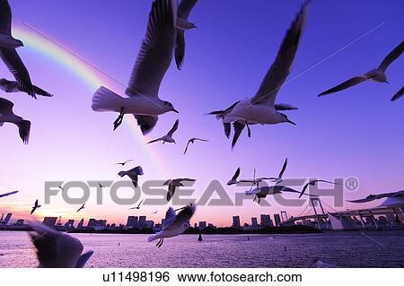 Stock Photograph - Flock of Segulls Flying Near Tokyo. Fotosearch