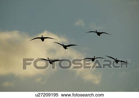 Flock of Swans Flying in Evening Sky View Large Photo Image Stock Photography - Flock of Swans Flying in Evening Sky. Fotosearch